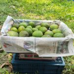 সাতক্ষীরার_হিমসাগর 🥭